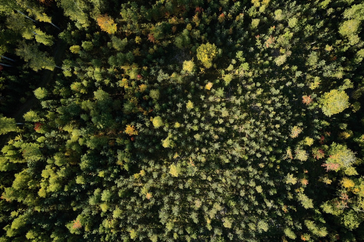 Beskyttelse af skovressourcer